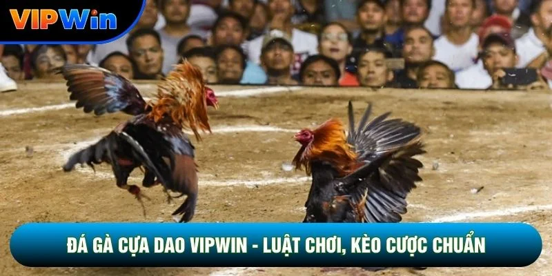 Đá Gà Cựa Dao Vipwin - Trận Chiến Thomo Kết Thúc 2-5 Phút Mỗi Hiệp 1 Đá Gà Cựa Dao Vipwin - Luật Chơi, Kèo Cược Chuẩn Chi Tiết