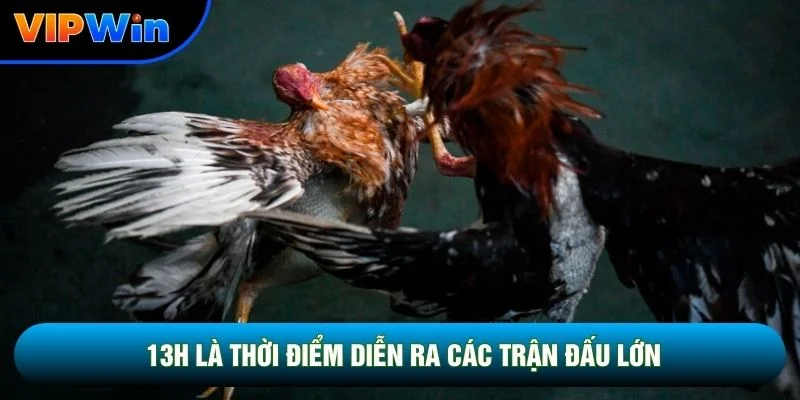 Lịch Đá Gà Vipwin - Cập Nhật 4 Khung Giờ Vàng Mỗi Ngày 3 13h là thời điểm diễn ra các trận đấu lớn